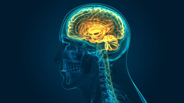istock Human Central Nervous System Brain Anatomy 1171513492