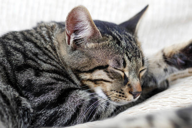istock closeup of grey tabby cat sleeping on white pillows 1171514193