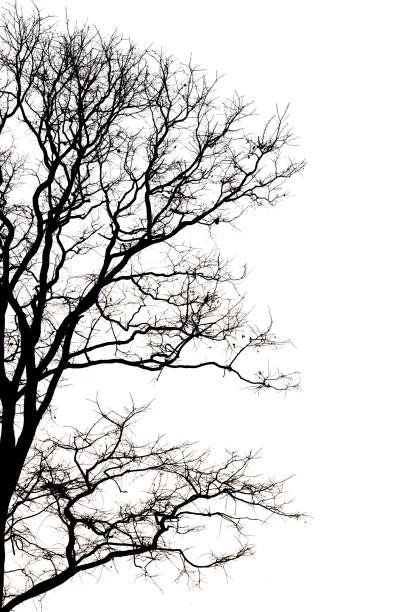 istock Dead branches , Silhouette dead tree or dry tree on white background with clipping path. 1171514539
