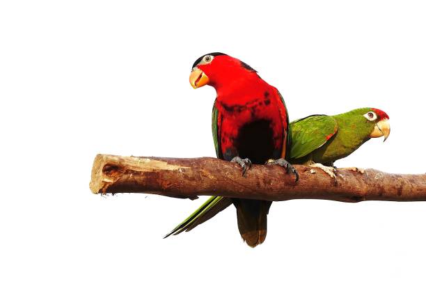 natureza animal red-headed mexicana do pássaro de amazon isolada no backgound branco - parrot tropical bird gold and blue macaw amazon parrot - fotografias e filmes do acervo