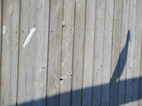 a white feather and a bird-shaped shadow on a wooden deck