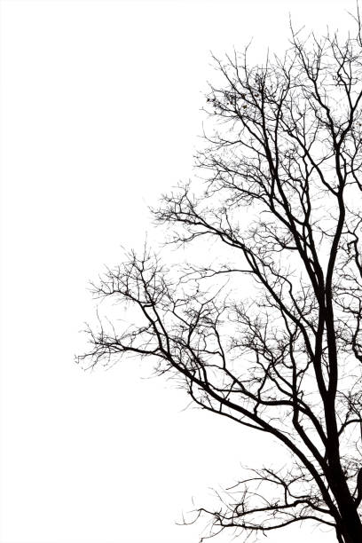 istock Dead branches , Silhouette dead tree or dry tree on white background with clipping path. 1171514734