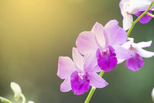 istock Orchid flower in nature with blurred background. 1171514782