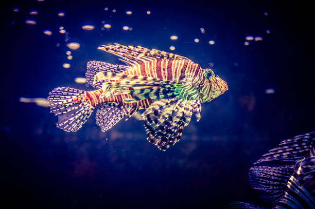 istock ZOO Wroclaw Africarium 1171514957
