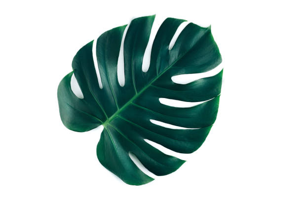 istock One tropical jungle monstera leaf isolated on white background. 1171516011