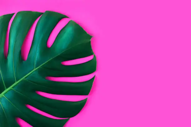 Photo of One tropical jungle monstera leaf isolated on pink background.