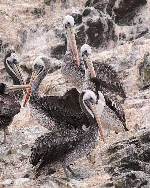 istock A group of Peruvian Pelicans rest on an offshore island 1171516461