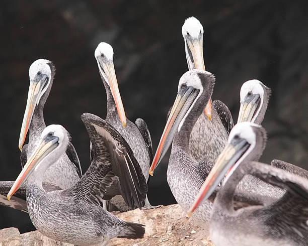 istock A group of Peruvian Pelicans rest on an offshore island 1171516504