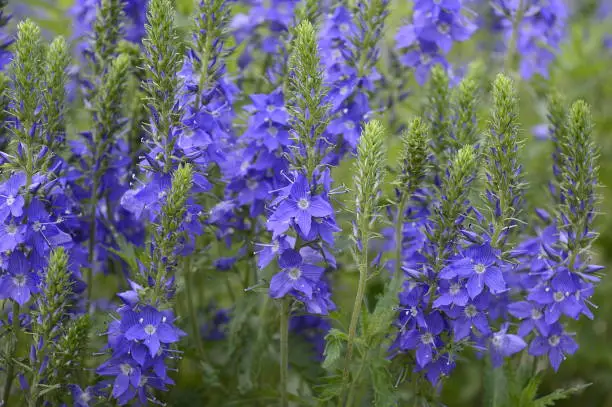 Closeup veronica austriaca subsp. teucrium commonly known as broadleaf speedwell with blurred background in garden