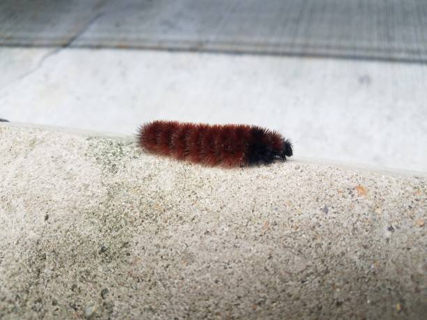 istock red and black caterpillar walking on grey cement 1171517669