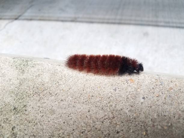 istock red and black caterpillar walking on grey cement 1171517728