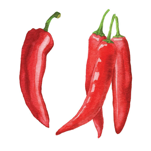 illustrations, cliparts, dessins animés et icônes de poivres chili à l'aquarelle - piment