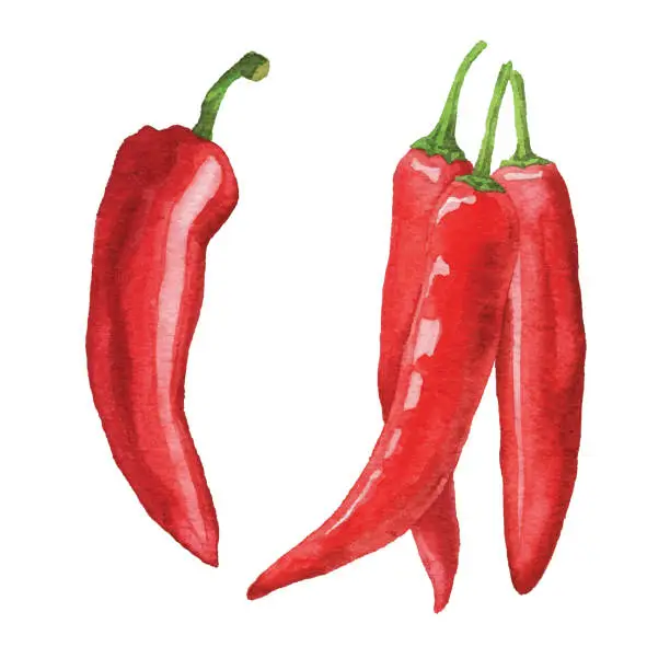Vector illustration of Watercolor Chili Peppers