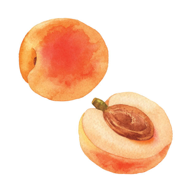 Watercolor Apricot Vector illustration of apricot. apricot stock illustrations