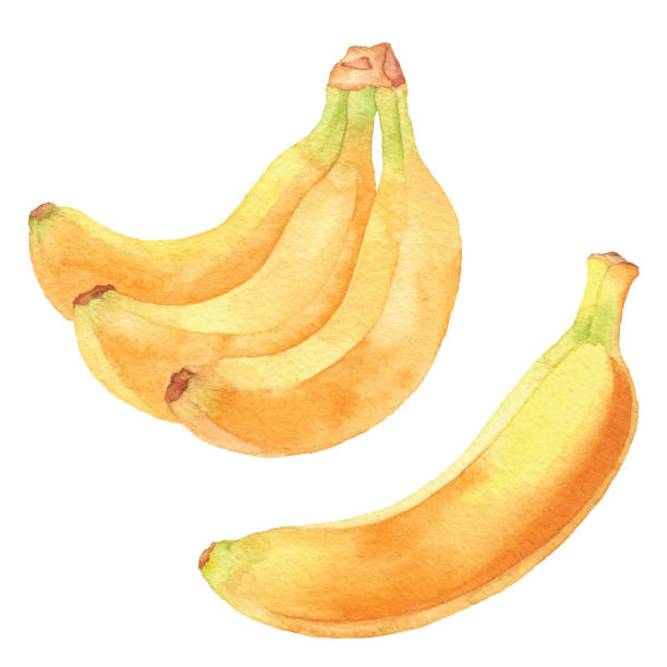 수채화 바나나 - banana bunch yellow healthy lifestyle stock illustrations
