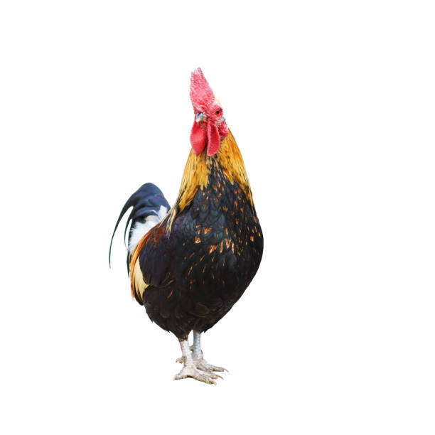istock a Beautiful bright rooster stands straight. Look at the camera 1171518564