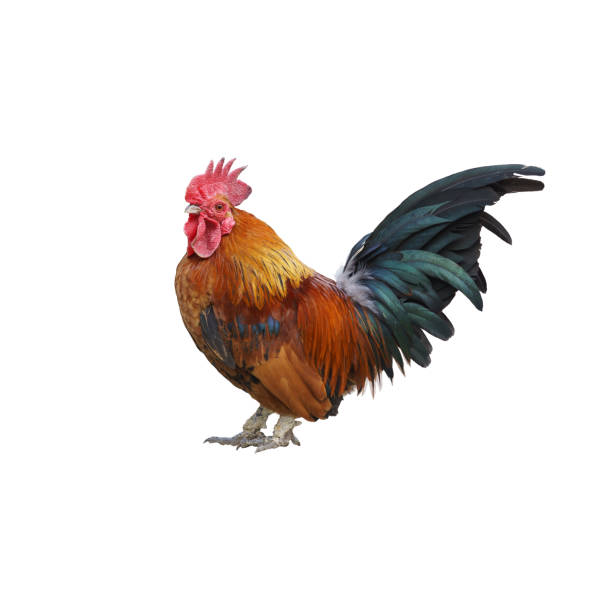 istock a Beautiful bright rooster stands sideways. Look at the camera 1171518568