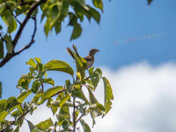 istock Eurasian tree sparrow in a Saza tree 1 1171518954