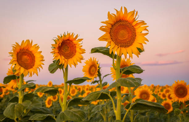 istock Sunflowers in the morning sun along the Colorado front range 1171519089