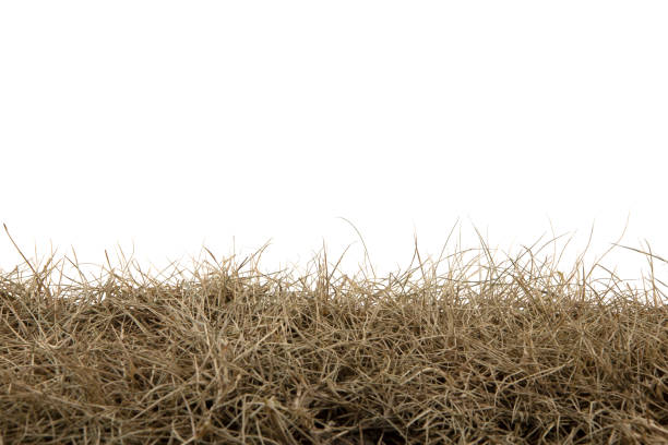 istock Dry grass isolated on white background.dry grass field with clipping path. 1171520481