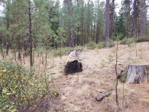 istock green pine trees and fallen tree and stump in the woods 1171520492