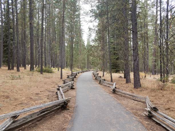 istock green pine trees with curved asphalt path and wood fence 1171520506