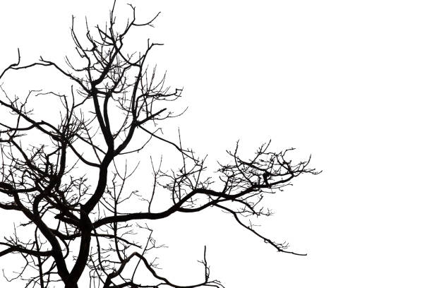istock Dead branches , Silhouette dead tree or dry tree on white background with clipping path. 1171520671