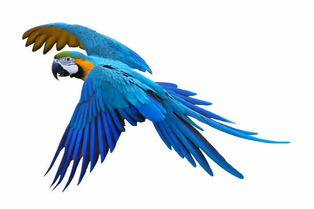 Macaw parrot Blue and gold macaw isolated on white background. amazon forest stock pictures, royalty-free photos & images