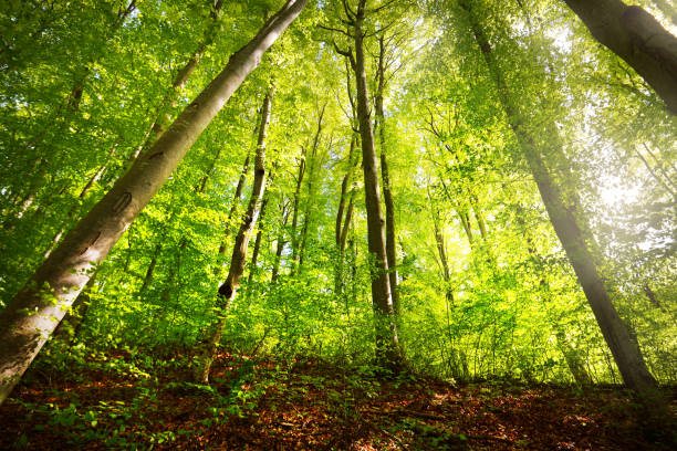 istock Summer forest landscape. Green beech forest, trees closeup. Germany 1171522335