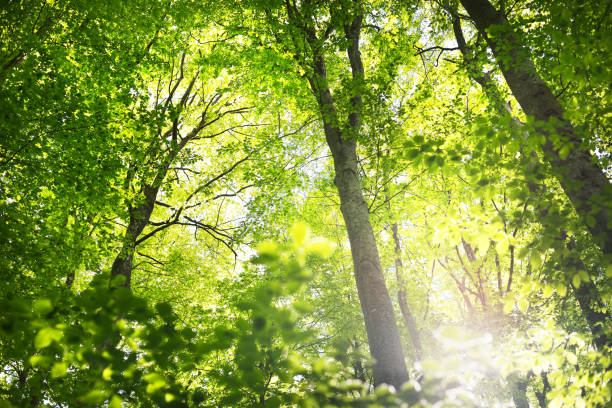 istock Summer forest landscape. Green beech forest, trees closeup. Germany 1171522345