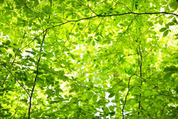 istock Summer forest landscape. Green beech forest, trees closeup. Germany 1171522352