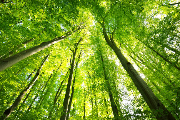 istock Summer forest landscape. Green beech forest, trees closeup. Germany 1171522356