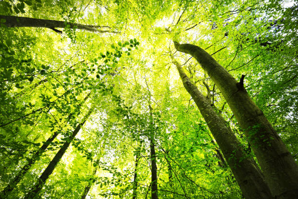 istock Summer forest landscape. Green beech forest, trees closeup. Germany 1171522373