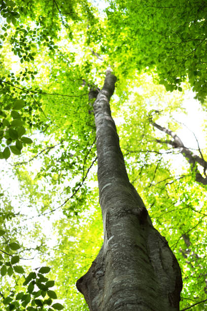 istock Summer forest landscape. Green beech forest, trees closeup. Germany 1171522376