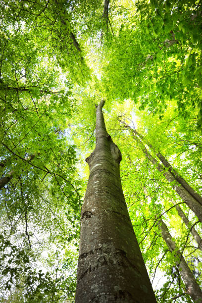 istock Summer forest landscape. Green beech forest, trees closeup. Germany 1171522384