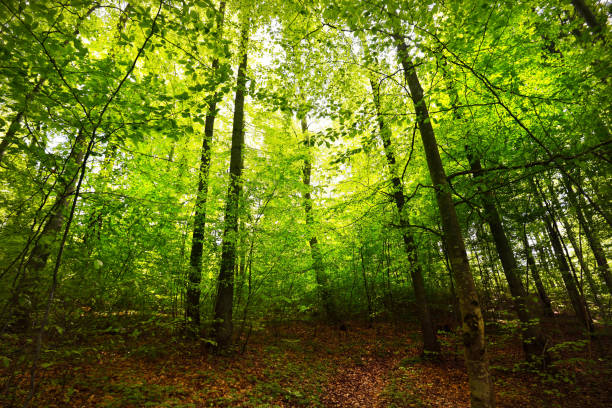 istock Summer forest landscape. Green beech forest, trees closeup. Germany 1171522386