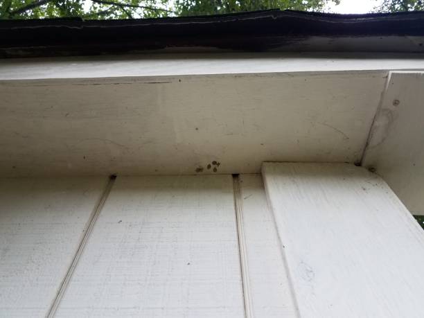istock spider and eggs underneath the eaves of a white shed 1171522526