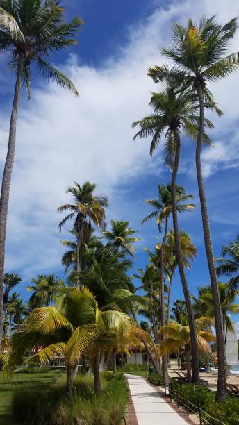 istock tall palm trees and path in Guanica, Puerto Rico 1171522569