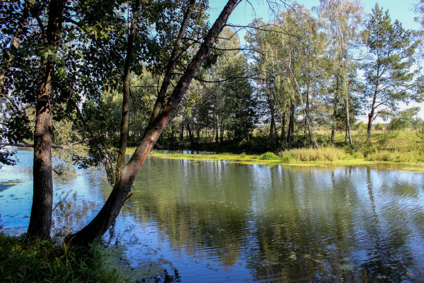 istock River. Ripples on water. Green trees and grass on the shore. 1171522574