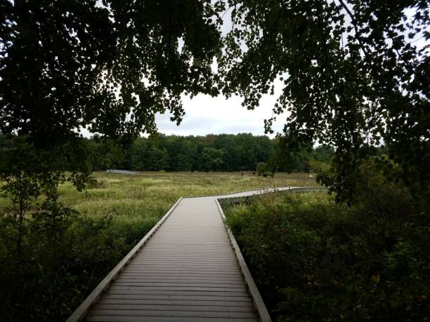 istock boardwalk or path or trail with trees and green plants in wetland 1171522766