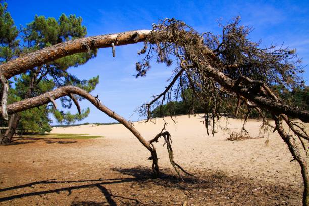 View along dead dry tree branch on sand dune with scotch pine tree forest background against blue sky - Loonse und Drunense Duinen, Netherlands