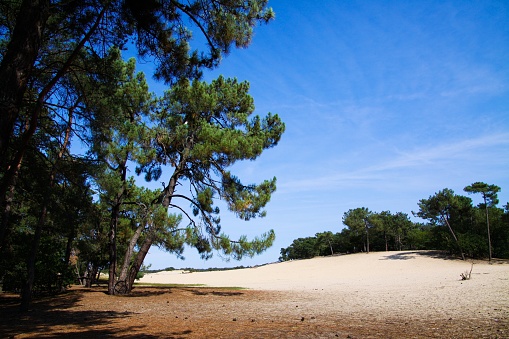 View along scotch conifer tree on sand dunes with green forest background - Loonse und Drunense Duinen, Netherlands