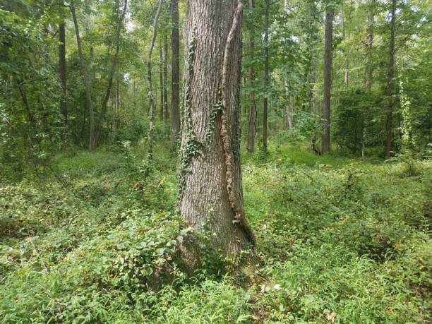 istock tree with vine climbing it in green forest or woods 1171523611