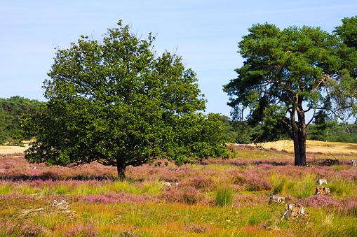View over green and purple heath field isolated oak and scotch (scots, pinus sylvestris) pine conifer tree - Loonse und Drunense Duinen, Netherlands