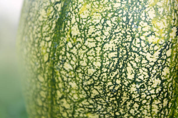 istock Pumpkin macro textured background in autumn. 1171523700