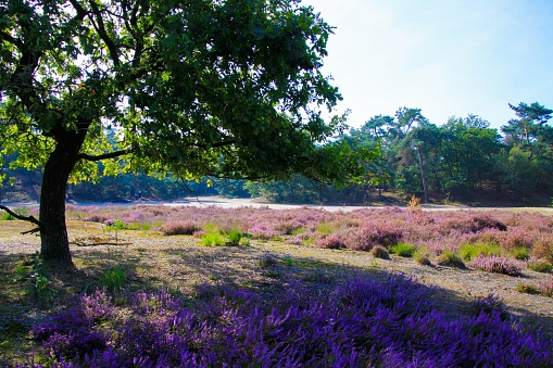 View green oak tree on heath field with bright purple blooming heather erica flowers,  conifer forest background against blue sky - Loonse und Drunense Duinen, Netherlands