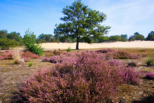 View on purple blooming heather erica flower bush on isolated oak tree with sand dunes, conifer forest background against blue sky - Loonse und Drunense Duinen, Netherlands