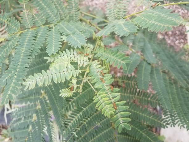 istock plant with green leaves and red ants 1171523826