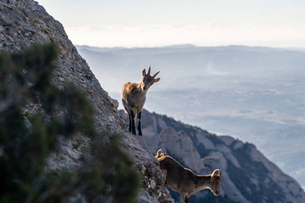 istock Mountain goat on a cliff, looking at the camera, Barcelona, Spain. 1171525877