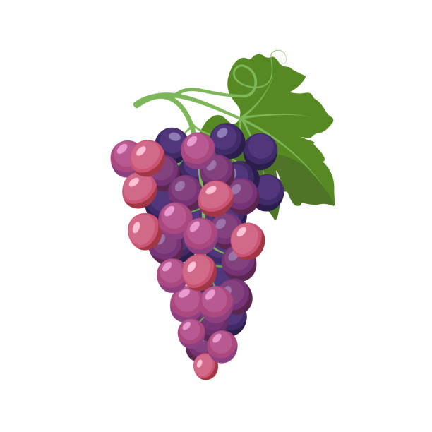 흰색 배경에 격리 된 평면 디자인의 포도 클러스터 벡터 그림입니다. - grape bunch cabernet sauvignon grape isolated stock illustrations